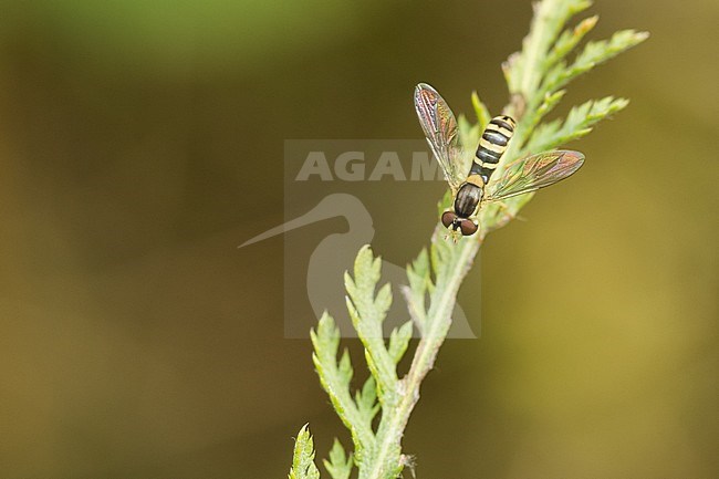 Sphaerophoria scripta - Long Hoverfly - Gewöhnliche Langbauchschwebfliege, Austria, imago stock-image by Agami/Ralph Martin,