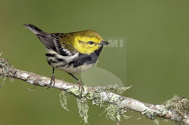 Adult male
Galveston Co., TX
April 2014 stock-image by Agami/Brian E Small,