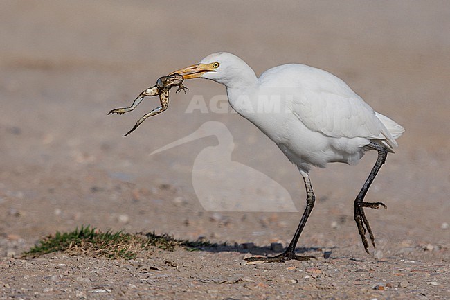 Cattle Egret (Bubulcus ibis), individual in walking with a caught frog, Campania, Italy stock-image by Agami/Saverio Gatto,