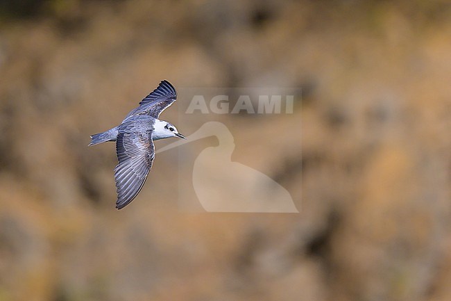 White-winged Tern, Chlidonias leucopterus, in flight. stock-image by Agami/Sylvain Reyt,