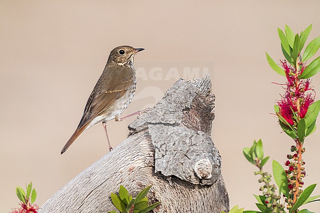  stock-image by Agami/Brian E Small,