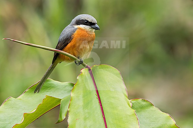 Mountain Shrike (Lanius validirostris) Perched on a branch in the Philippines stock-image by Agami/Dubi Shapiro,