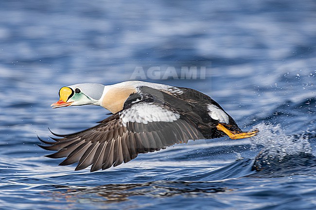  stock-image by Agami/Menno van Duijn,