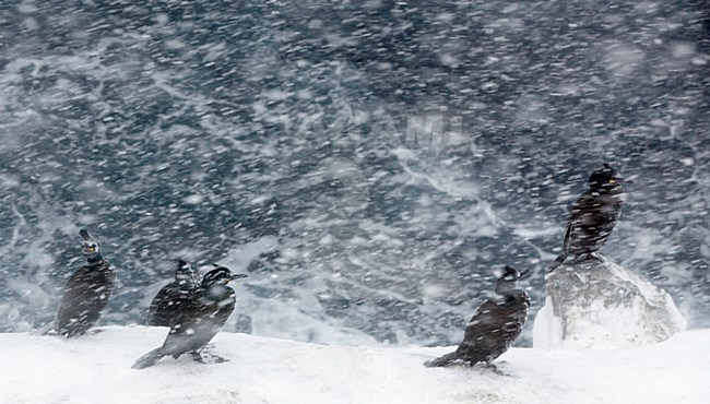 Volwassen Kuifaalscholvers in de sneeuw; Adult European Shags in snow stock-image by Agami/Markus Varesvuo,