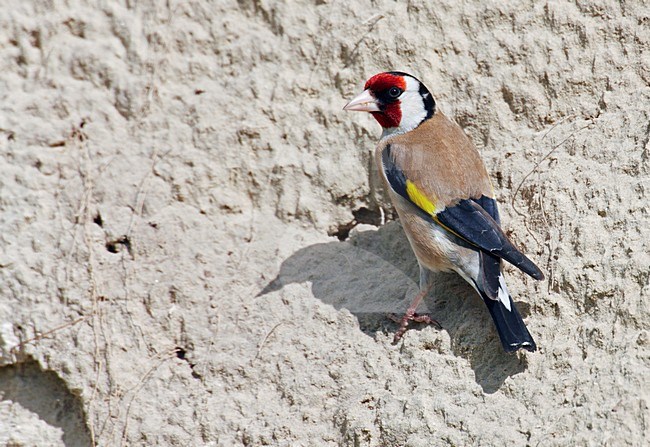 Putter; European Goldfinch (Carduelis carduelis) Hungary May 2008 stock-image by Agami/Markus Varesvuo / Wild Wonders,