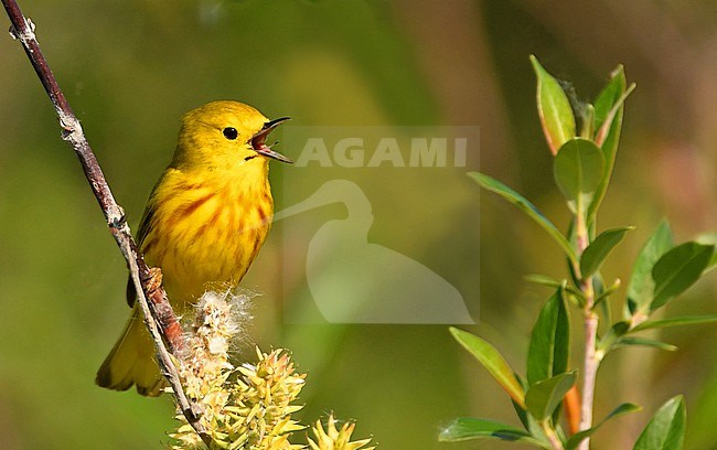 This Yellow Warbler is a beautiful bird which breeds in the northern part of the North American continent. This picture is taken in Churchill, where the arctic meets the boreal forest. stock-image by Agami/Eduard Sangster,