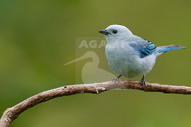Blue-grey Tanager, Thraupis episcopus, in Colombia. stock-image by Agami/Dubi Shapiro,