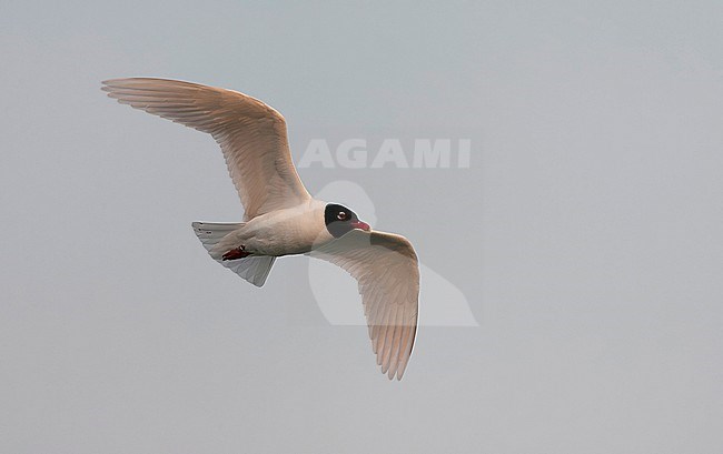 Adult Mediterranean Gull (Ichthyaetus melanocephalus) in breeding plumage in flight in the Netherlands. stock-image by Agami/Marc Guyt,