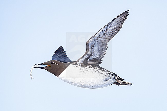  stock-image by Agami/Menno van Duijn,