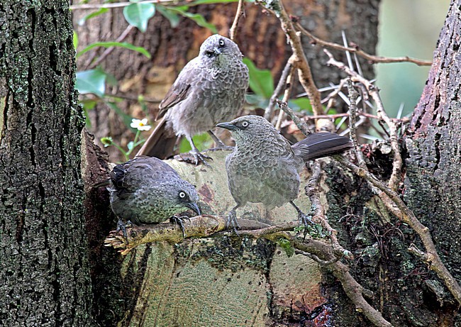Black-lored Babbler (Turdoides sharpei) in western Kenya. Three babblers perched in a tree. stock-image by Agami/Pete Morris,