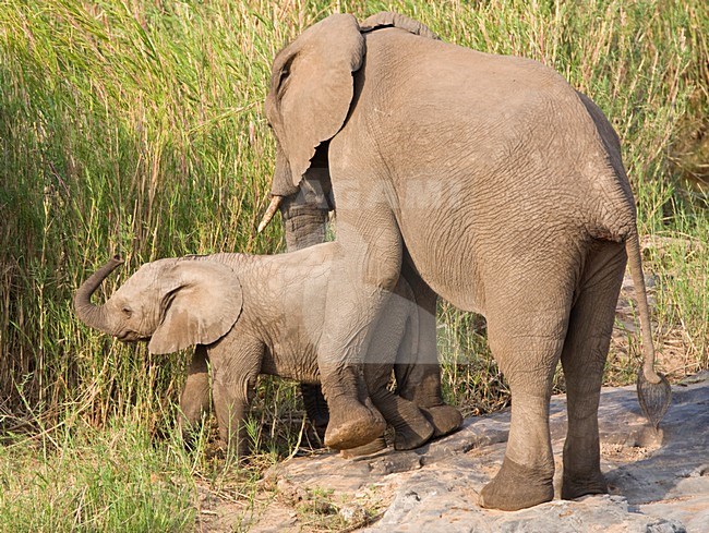 Afrikaanse Olifant in het Kruger Park; African Elephant at Kruger Park stock-image by Agami/Marc Guyt,
