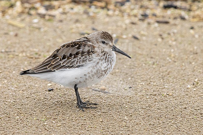 Dunlin (Calidris alpina), side view of a juvenile resting on the sand, Campania, Italy stock-image by Agami/Saverio Gatto,