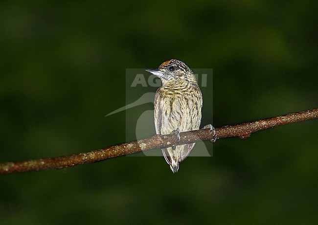 Bar-breasted Piculet (Picumnus aurifrons) male perched in the forest stock-image by Agami/Andy & Gill Swash ,
