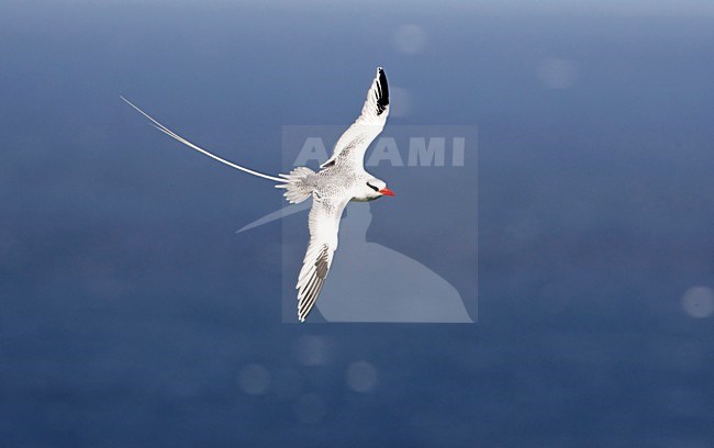 Roodsnavelkeerkringvogel in vlucht Tobago, Red-billed Tropicbird in flight Tobago stock-image by Agami/Wil Leurs,