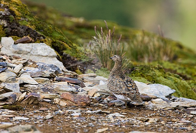 Witbuikkwartelsnip; White-bellied Seedsnipe stock-image by Agami/Marc Guyt,