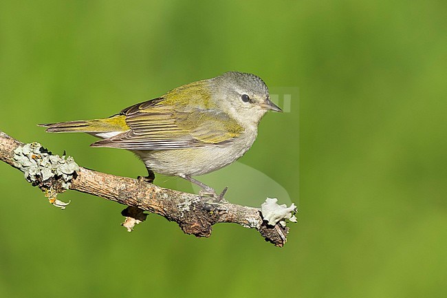 Adult male Tennessee Warbler, Leiothlypis peregrina
Galveston Co., Texas, USA stock-image by Agami/Brian E Small,