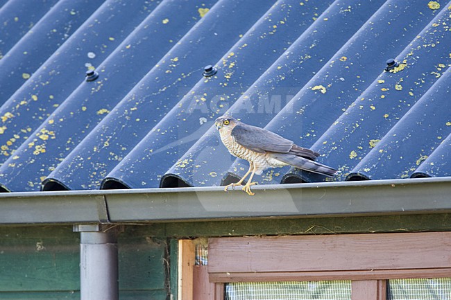 Mannetje Sperwer in de dakgoot; Male Eurasian Sparrowhawk perched on a roof stock-image by Agami/Marc Guyt,