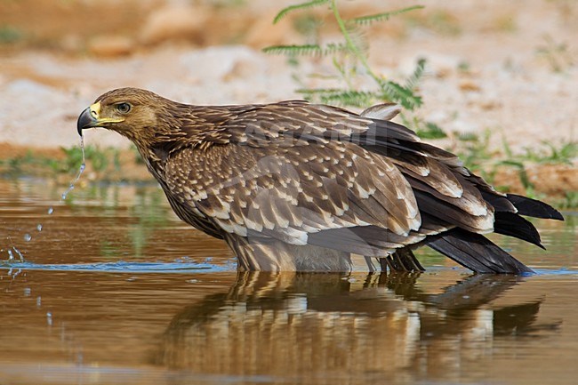 Juveniele Keizerarend bij drinkplaats; Juvenile Asian Imperial Eagle at water hole stock-image by Agami/Daniele Occhiato,