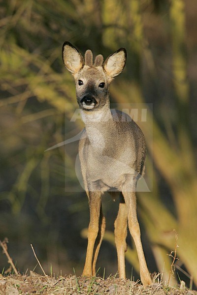 Ree staand in gras; Roe Deer standing in gras stock-image by Agami/Menno van Duijn,