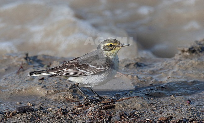 First-winter Cirine Wagtail (Motacilla citrine) foraging on mud flat in Iran. stock-image by Agami/Edwin Winkel,