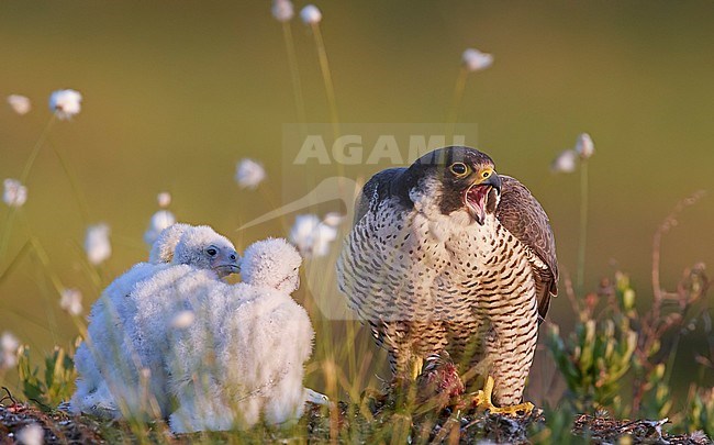 Peregrine with chiks (Falco peregrinus) Vaala Finland June 2017 stock-image by Agami/Markus Varesvuo,