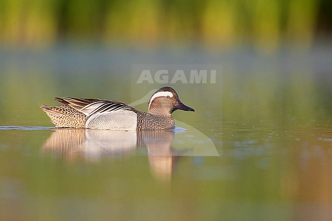 Garganey (Anas querquedula), side view of a drake swimming in a pond stock-image by Agami/Saverio Gatto,