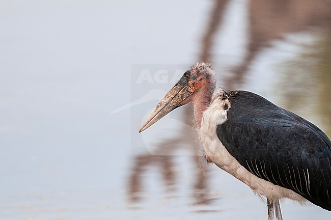 Close up portrait of a marabou stork, Leptoptilos crumeniferus, at the water. Khwai Concession Area, Okavango, Botswana. stock-image by Agami/Sergio Pitamitz,