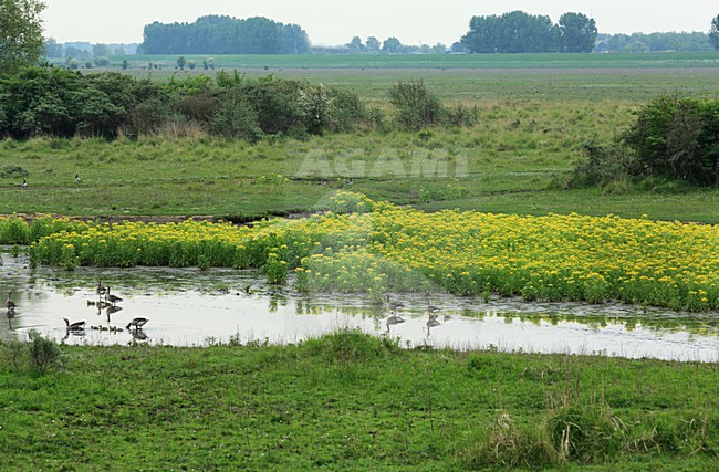 De Hellegatsplaten stock-image by Agami/Jacques van der Neut,