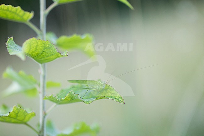 Phaneroptera falcata - Common Sickle Bush-cricket - Gemeine Sichelschrecke, Germany (Baden-Württemberg), imago stock-image by Agami/Ralph Martin,