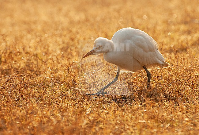 Eastern Cattle Egret (Bubulcus coromandus) walking in rural field with golden backlight. stock-image by Agami/Marc Guyt,