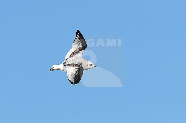 First-winter plumage Ross's Gull (Rhodostethia rosea) in flight near the jetty in Nieuwpoort. stock-image by Agami/David Monticelli,