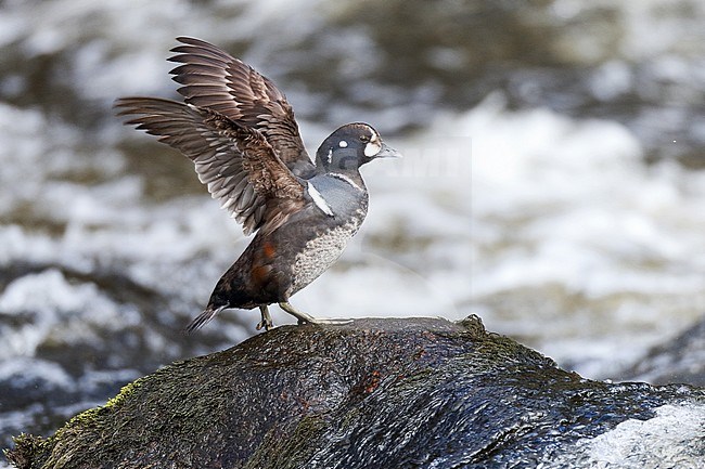 Immature male Harlequin Duck (Histrionicus histrionicus) at the coast. stock-image by Agami/Michael McKee,