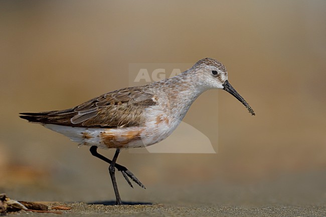 Volwassen Krombekstrandloper in de rui; Moulting adult Curlew Sandpiper stock-image by Agami/Daniele Occhiato,