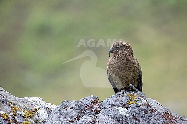 Kea (Nestor notabilis) on South Island, New Zealand. Adult sitting on a rock on a steep slope at the Homer Tunnel. stock-image by Agami/Marc Guyt,