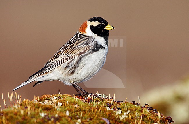 Adult male breeding
Nome Co., AK
June 2009 stock-image by Agami/Brian E Small,