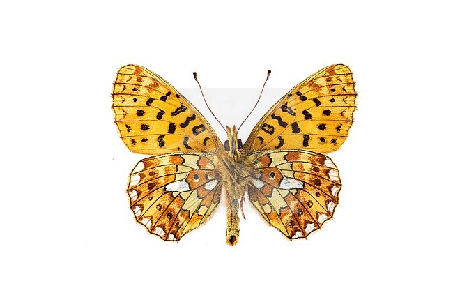 Pearl-bordered Fritillary, Zilvervlek, Boloria euphrosyne stock-image by Agami/Wil Leurs,