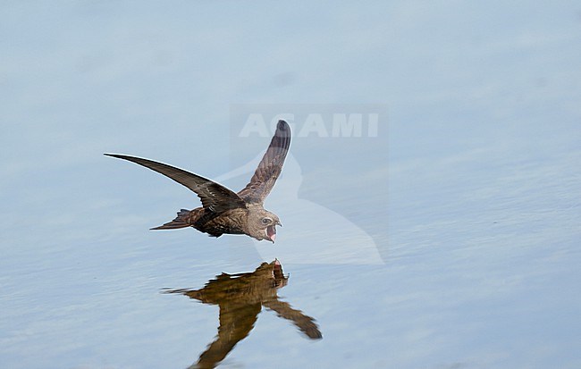 Drinking and foraging adult Common Swift (Apus apus) on a very hot weather summer day, skimming water surface by flying fast and very low with its bill wide open. Surface of the water is very smooth and calm and creating a reflection and mirror image of the bird. stock-image by Agami/Ran Schols,