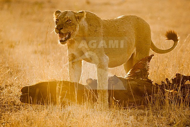 Lion (Panthera Leo) female feeding on African Buffalo (Syncerus caffer) carcass at Kruger National Park in summer stock-image by Agami/Caroline Piek,