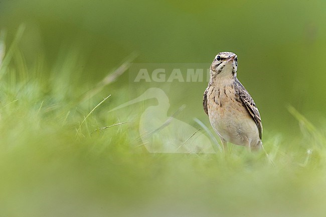 Tawny Pipit (Anthus campestris) in Italy. stock-image by Agami/Daniele Occhiato,