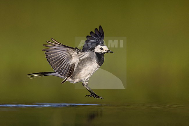 Pied Wagtail, Motacilla yarrellii, in Italy. stock-image by Agami/Daniele Occhiato,