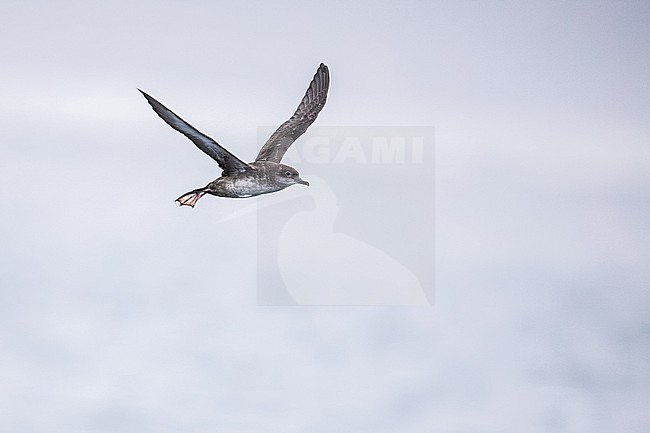  stock-image by Agami/Menno van Duijn,