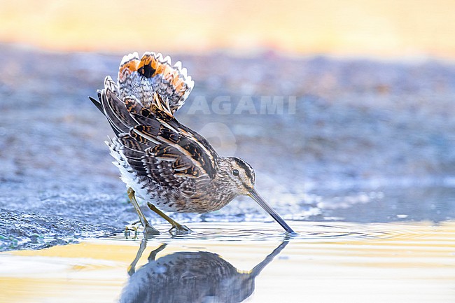 Common Snipe (Gallinago gallinago) in Italy. stock-image by Agami/Daniele Occhiato,
