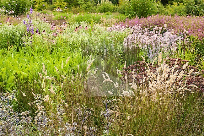 Vlinderhof of garden designer Piet Oudolf at Maximapark in summer stock-image by Agami/Caroline Piek,
