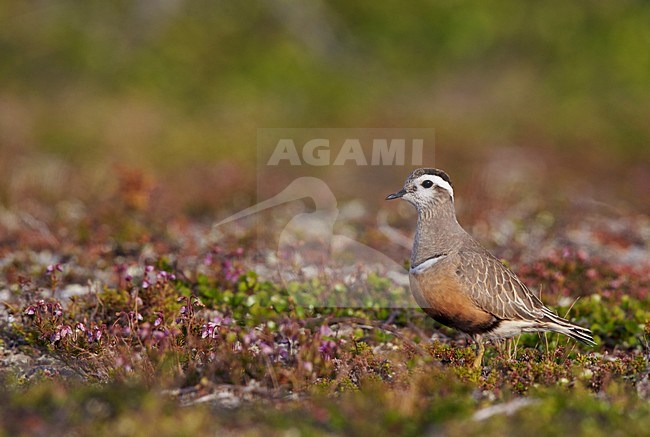 Adulte Morinelplevier, Eurasian Dotterel adult stock-image by Agami/Markus Varesvuo,