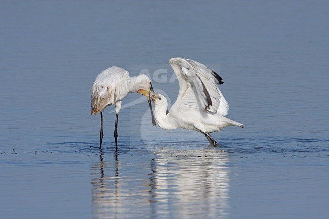 Juveniele Lepelaar bedelende om voedsel; Juvenile Eurasian Spoonbill begging for food stock-image by Agami/Karel Mauer,