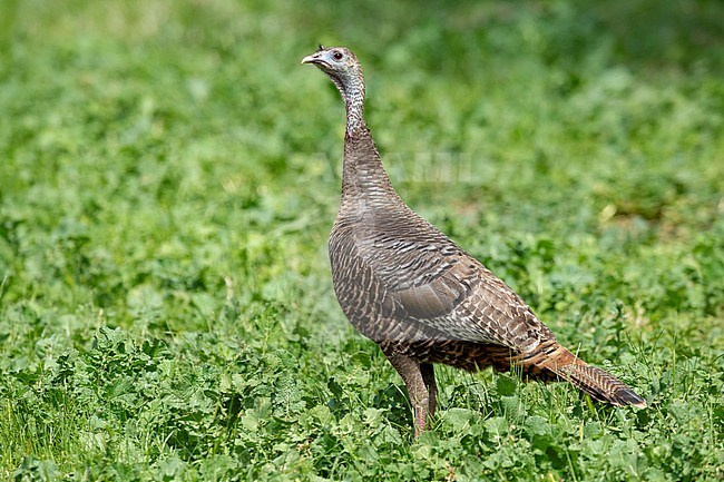 Adult female Wild Turkey (Meleagris gallopavo) standing on the ground in Santa Barbara County, California, USA. stock-image by Agami/Brian E Small,