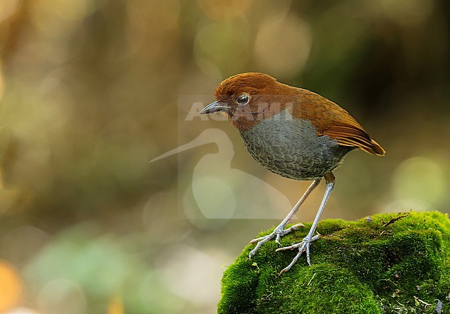 Bicolored Antpitta (Grallaria rufocinerea) perched on a mossy stone in Manizales, Colombia, South-America. stock-image by Agami/Steve Sánchez,