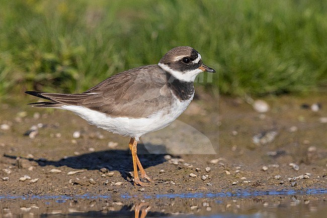 Ringed Plover (Charadrius hiaticula), side view of an adult standing on the mud, Campania, Italy stock-image by Agami/Saverio Gatto,