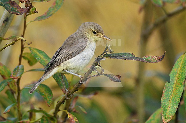 First-winter Melodious Warbler (Hippolais polyglotta) in October on camping the Robbenjager at the Cocksdorp, Texel, Netherlands. stock-image by Agami/Rene Pop ,