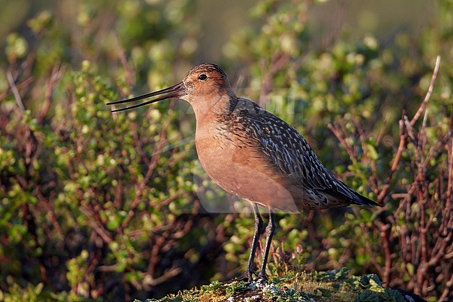 Rosse Grutto, Bar-tailed Godwit stock-image by Agami/Markus Varesvuo,